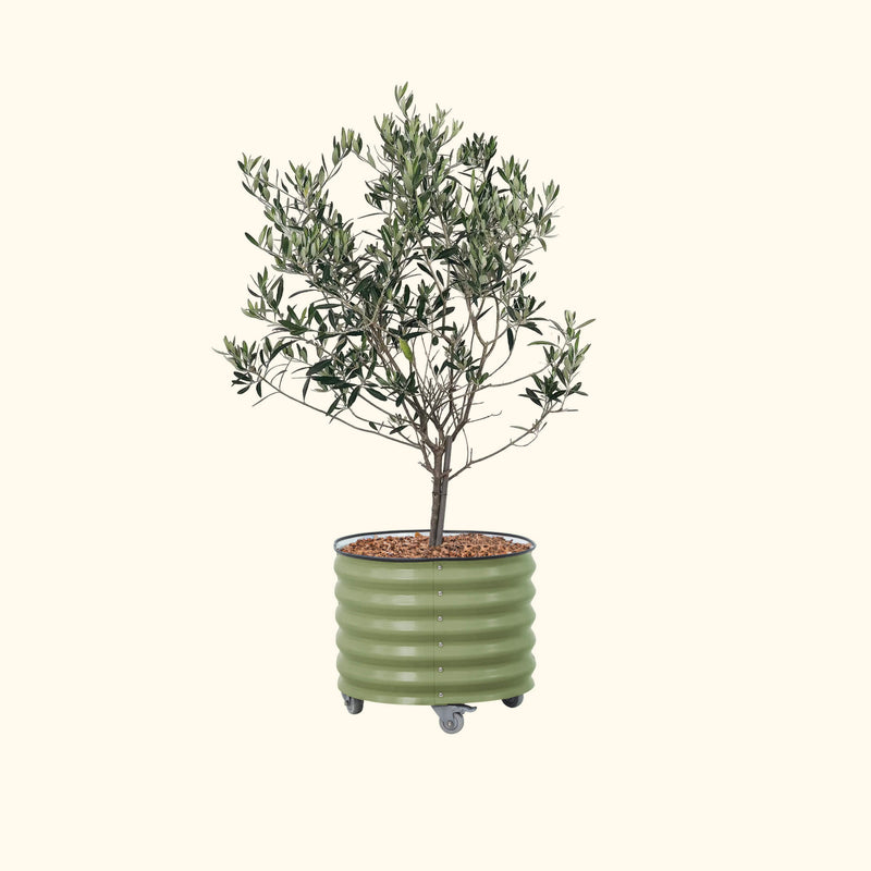 Arbequina Olive Tree with Rolling Citrus Tree Planter - Green