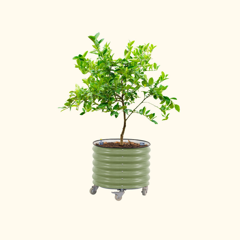 Self-Watering Rolling Citrus Tree Planter Gen 3 - 30 Gallon