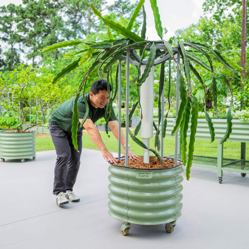 Classic Rolling Dragon Fruit Planter Gen 2