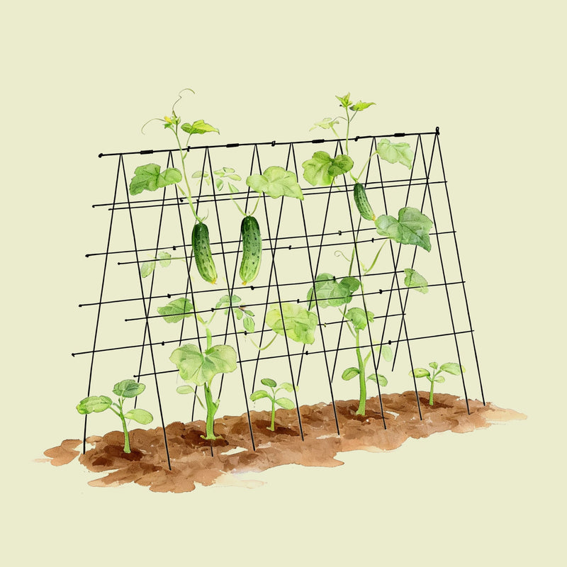 FlexGrow Tomato Cage | Vego Garden