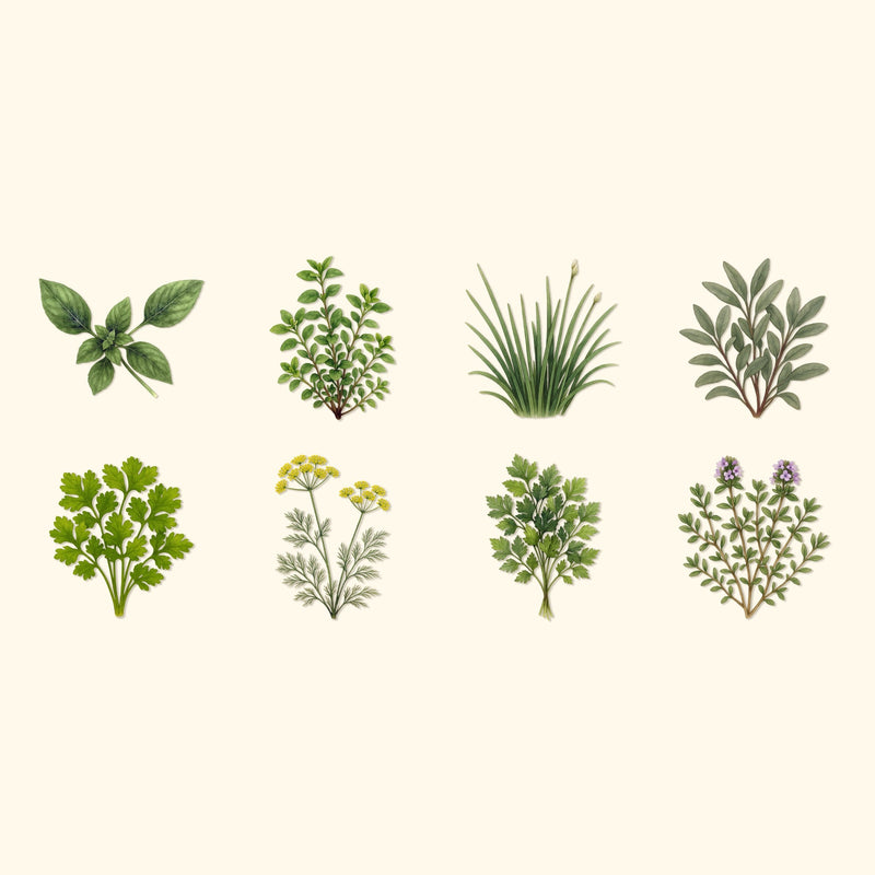 Herb Seeds Kit
