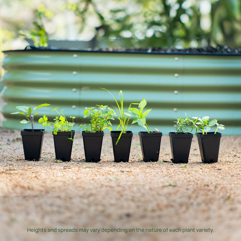 French Thyme Seedlings ｜ Vego Garden