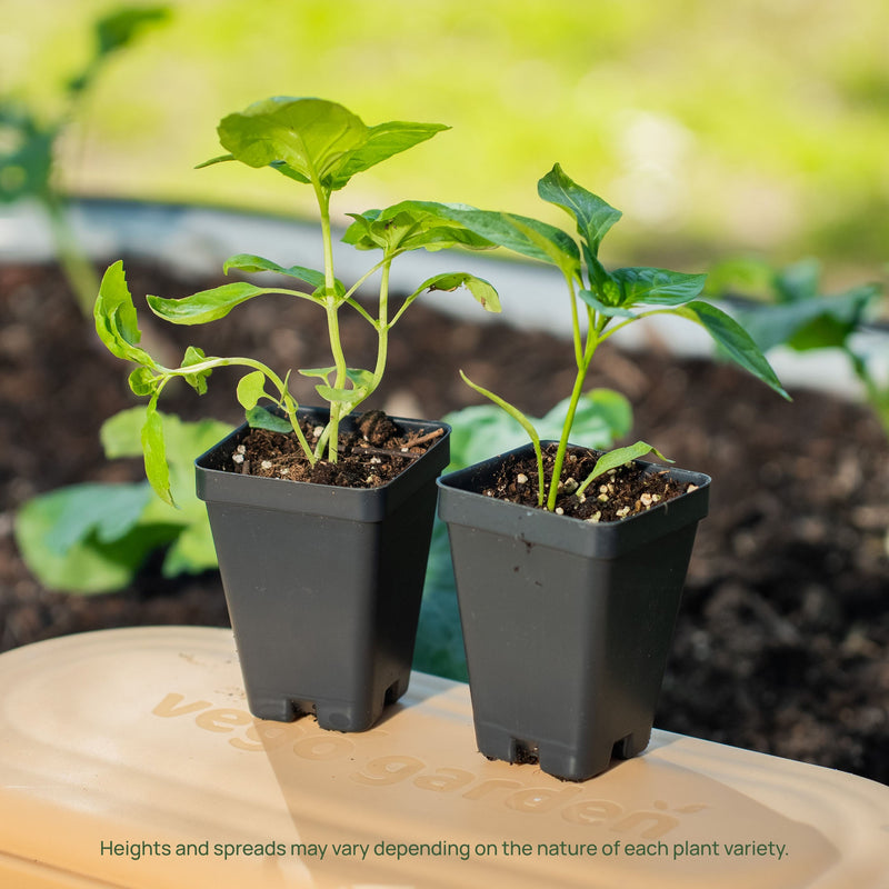 Italian Large Leaf Basil Seedlings | Vego Garden