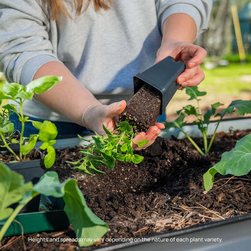 Greek Oregano Seedlings ｜ Vego Garden