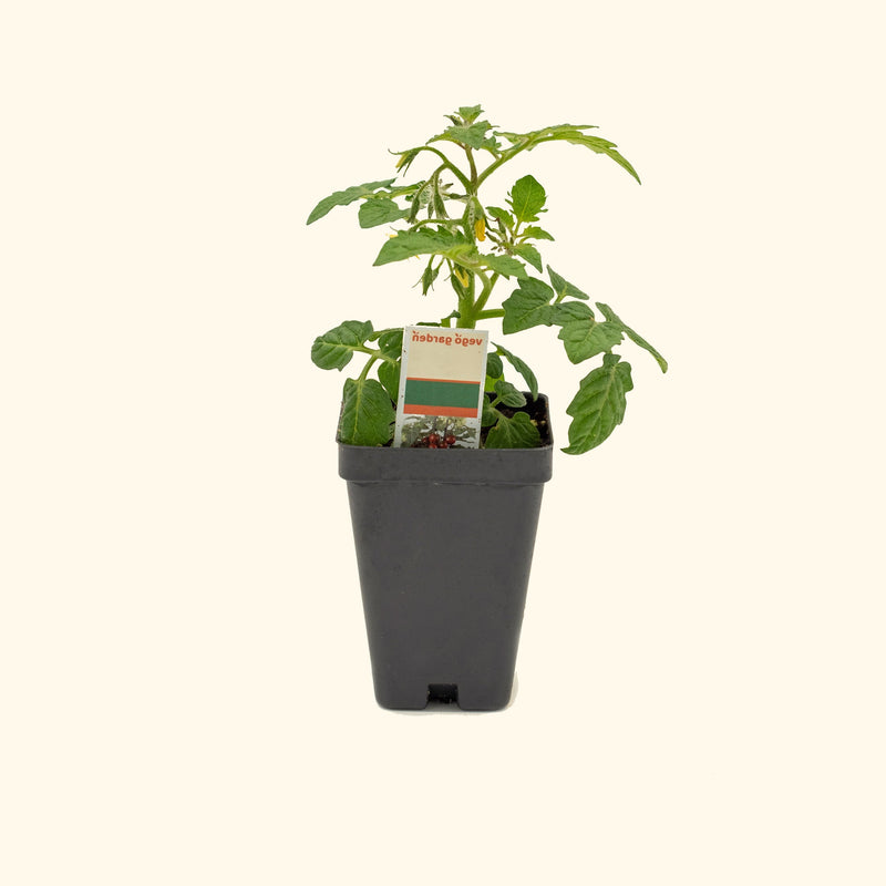 Cocoa Tomato Seedlings | Vego Garden