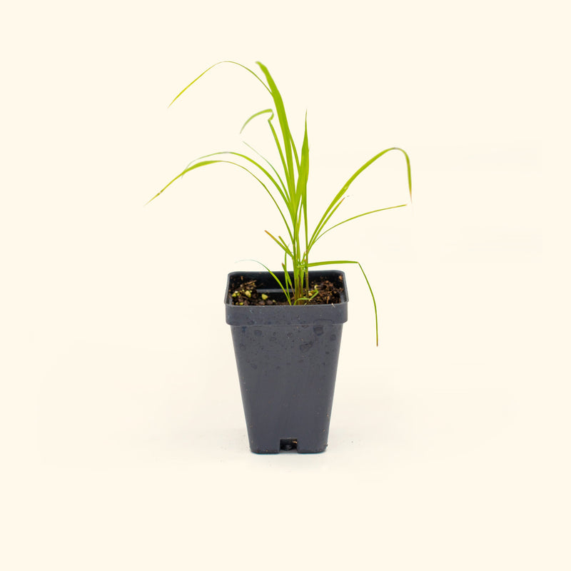 East Indian Lemongrass Seedlings I Vego Garden