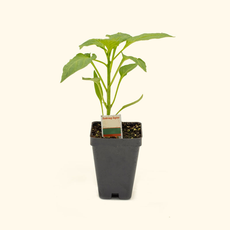 Super Chili Pepper Seedlings | Vego Garden