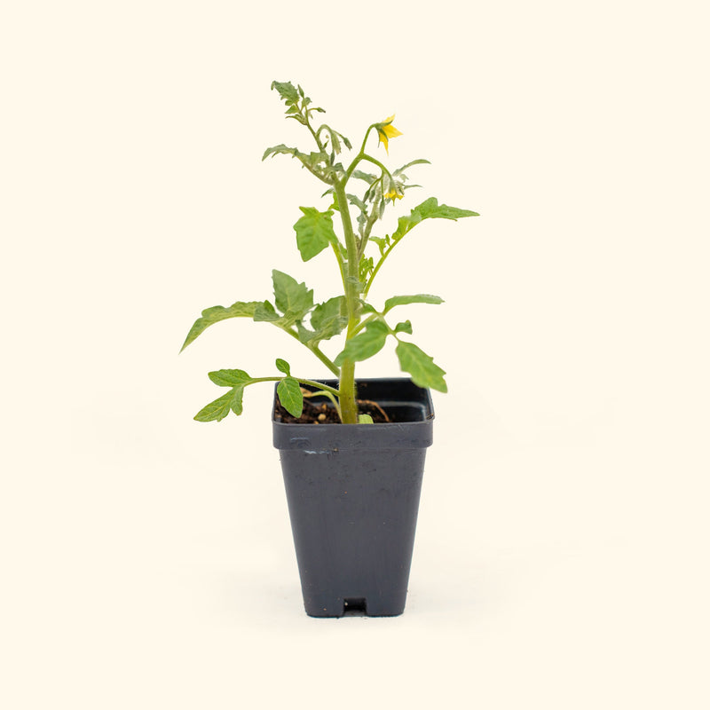 Mountain Magic Tomato Seedlings | Vego Garden