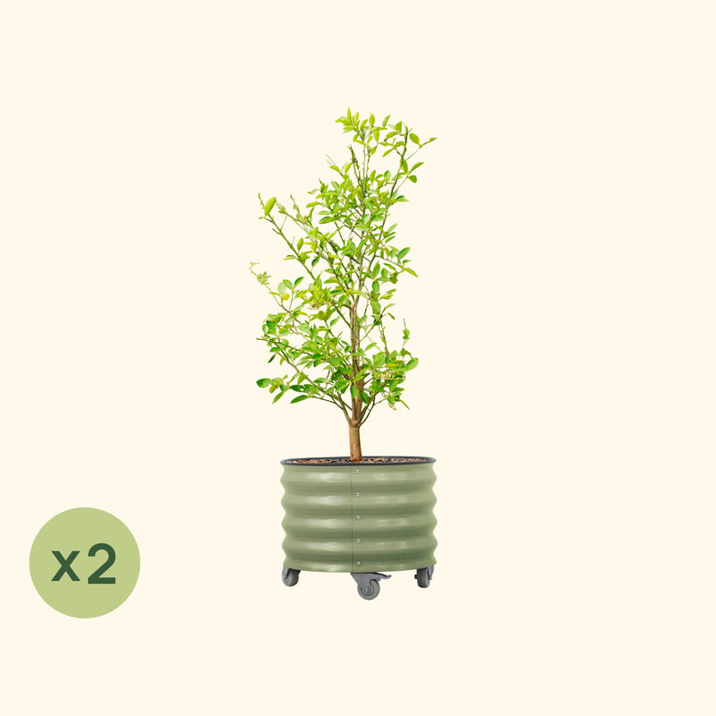 V-Series_Rolling_Tree_Planter_Round | Vego Garden