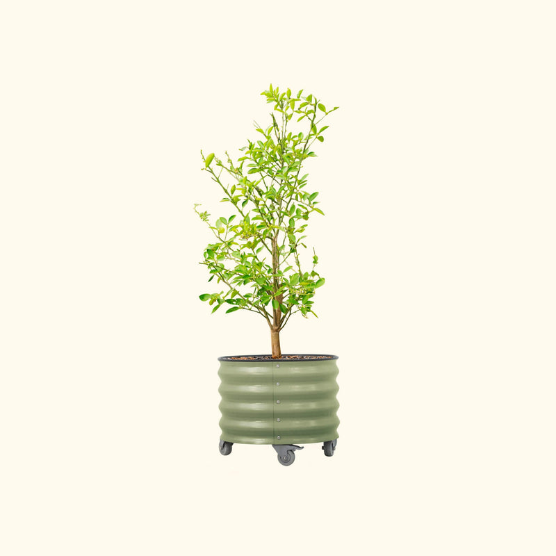 V-Series_Rolling_Tree_Planter_Round | Vego Garden