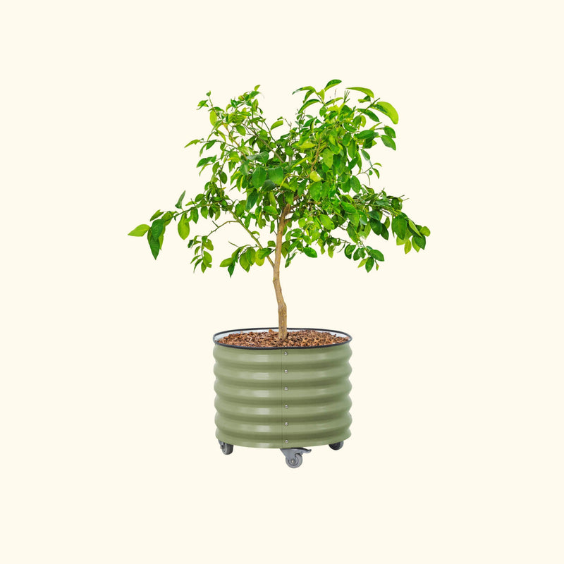 V-Series_Rolling_Tree_Planter_Round | Vego Garden