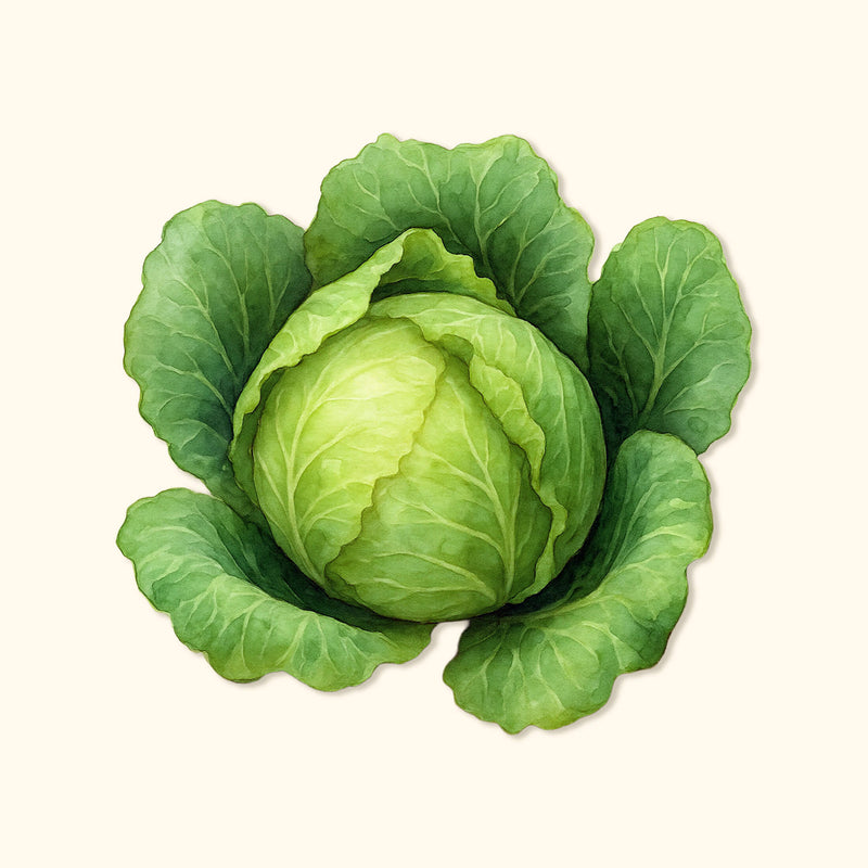 Copenhagen Market Cabbage Seeds