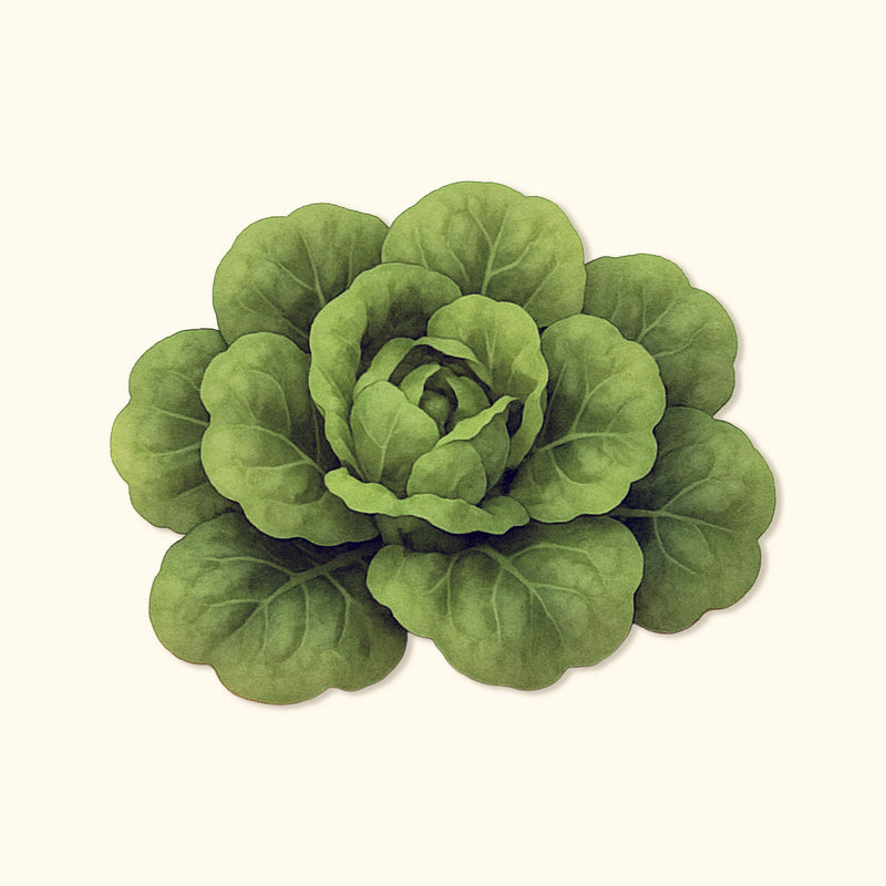 Organic Buttercrunch Lettuce  Seeds