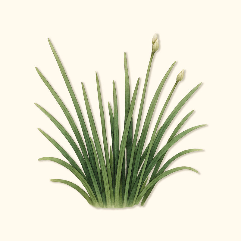 Organic Garlic Chives Seeds