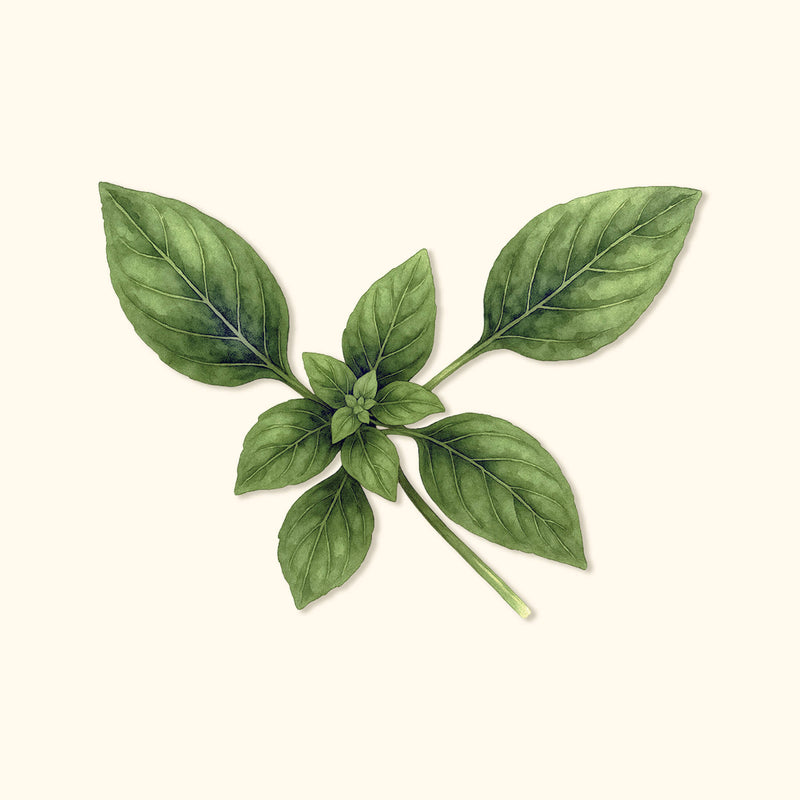 Organic Genovese Basil Seeds