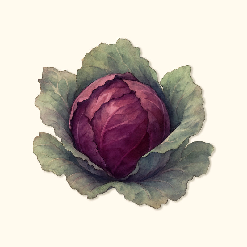 Organic Red Acre Cabbage Seeds