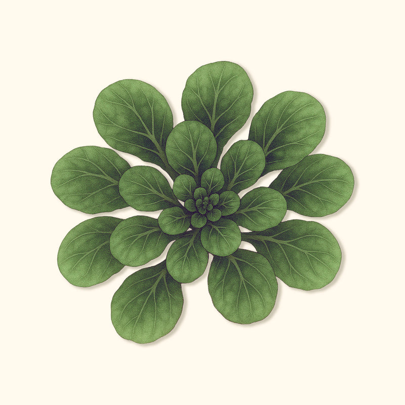Organic Standard Tatsoi Seeds