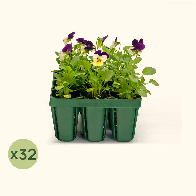 Standard Seedling Tray - 5" x 5"