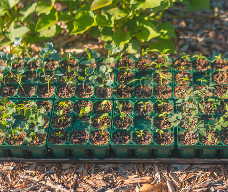 Seed Starting Bundle - 10" x 10"