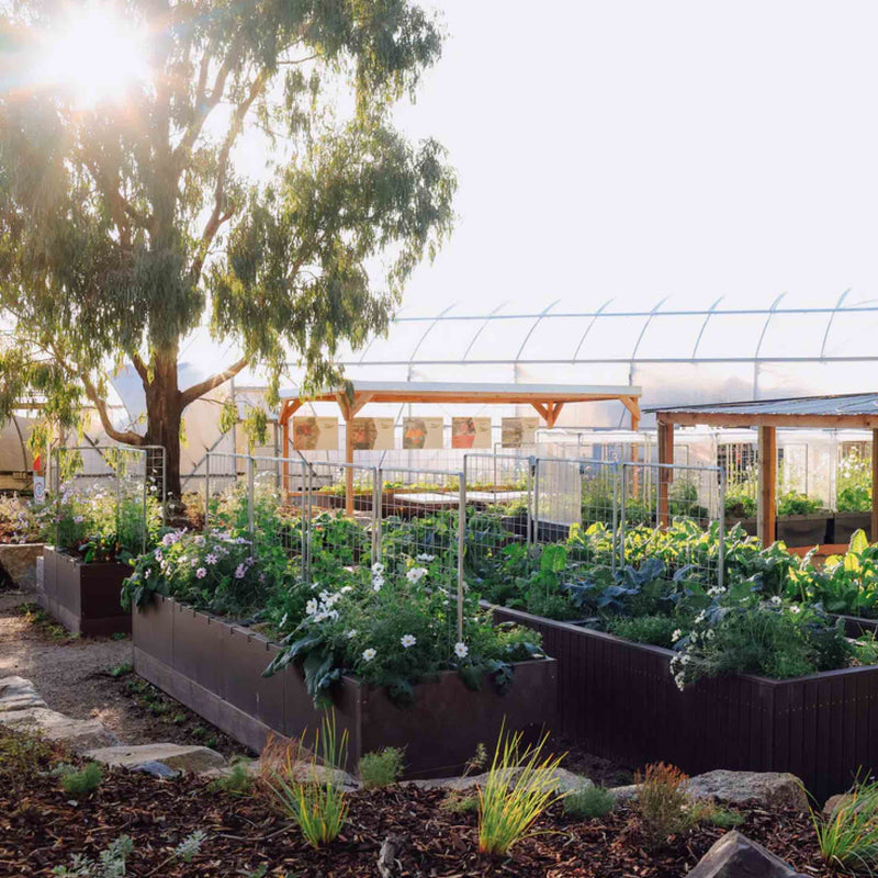Foodcube™ Large - The Next Generation of Self Watering Raised Beds Elevated