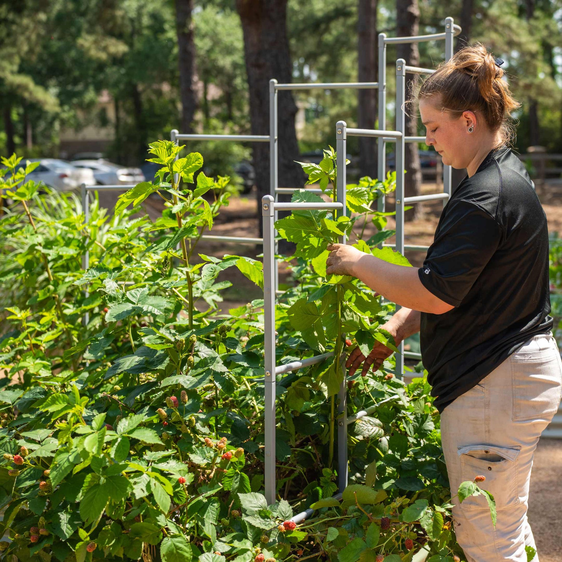 Modular Wall Trellis System – Vego Garden Wholesale