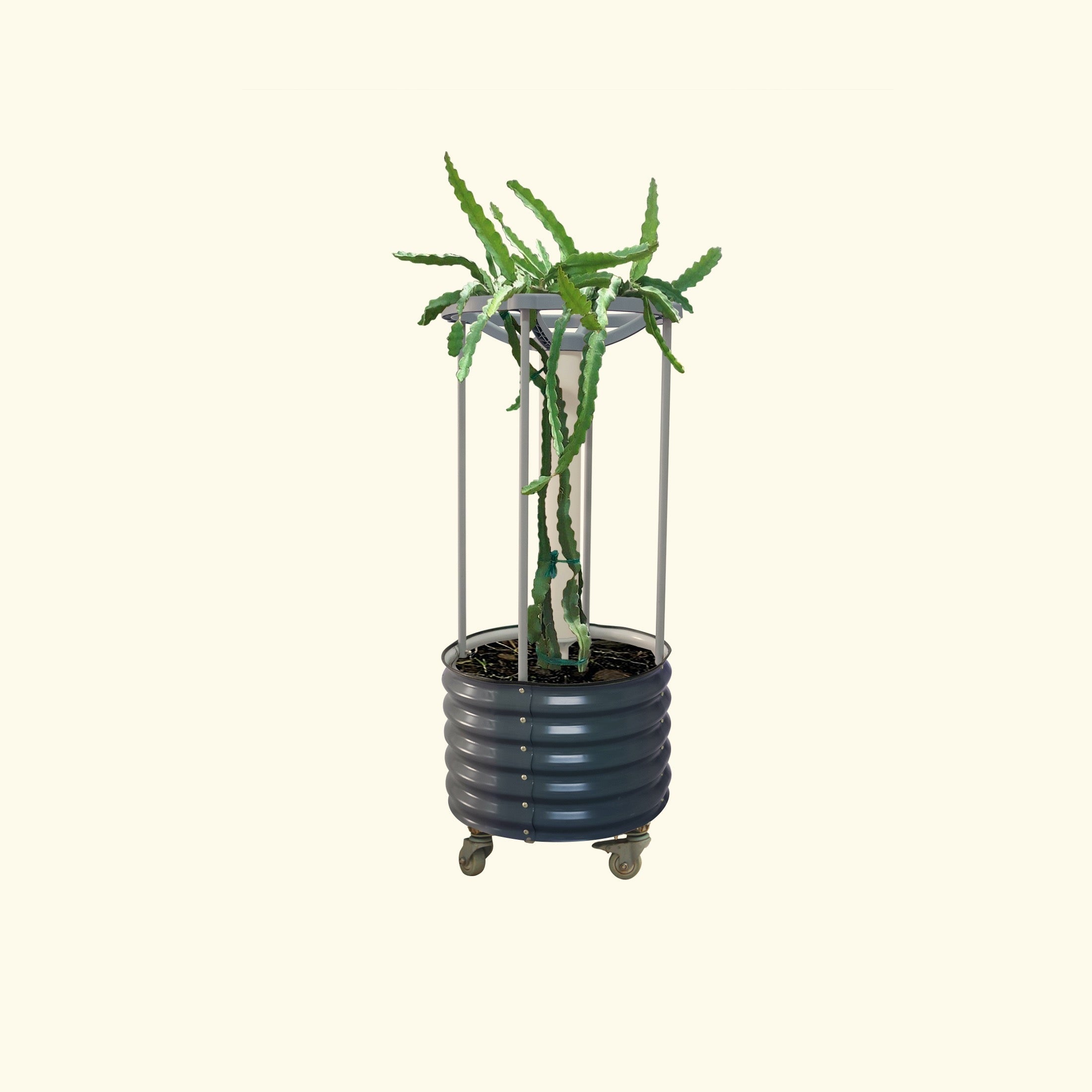 dragon fruit self-watering rolling planter Dragon Fruit Self-Watering Rolling Planter