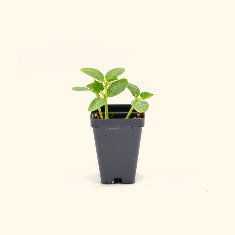 Crimson Sweet Watermelon Seedlings | Vego Garden
